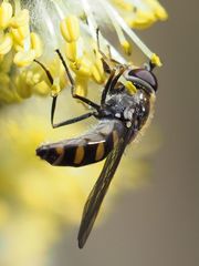 Melangyna lasiophthalma