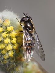 Melangyna lasiophthalma