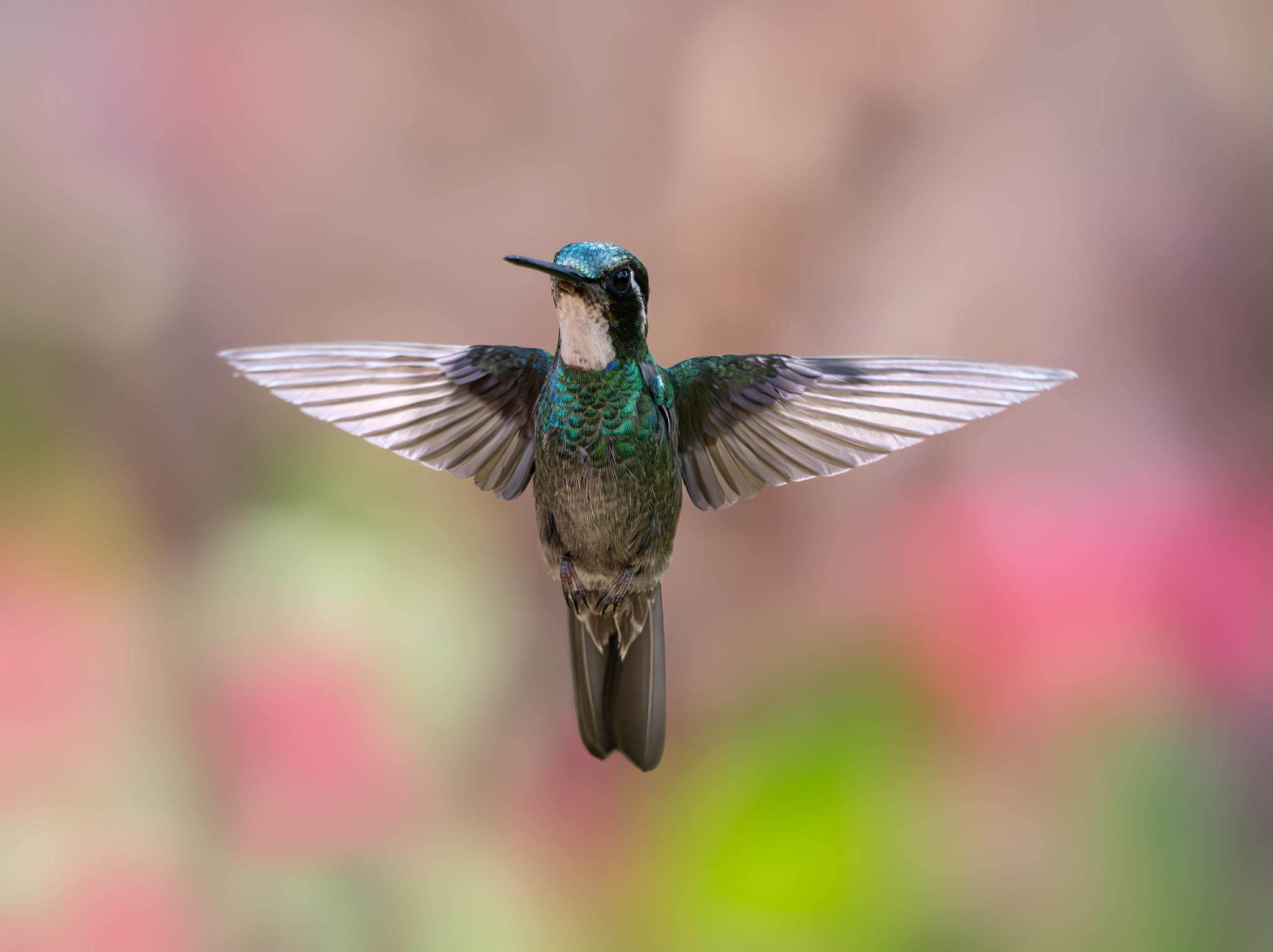 White-throated Mountaingem (Lampornis castaneoventris), photo 10
