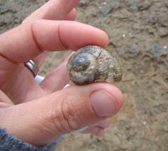 Amphibola crenata