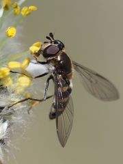 Melangyna lasiophthalma