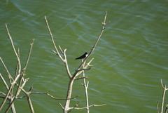 Hirundo dimidiata dimidiata