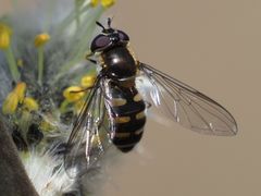 Melangyna lasiophthalma