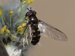 Melangyna lasiophthalma