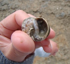 Amphibola crenata