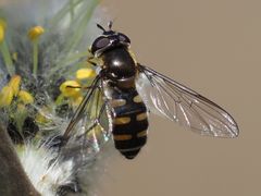 Melangyna lasiophthalma