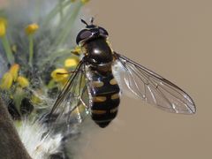 Melangyna lasiophthalma