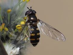 Melangyna lasiophthalma