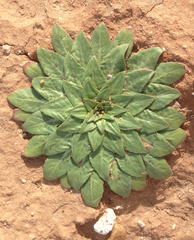 Oenothera grandis
