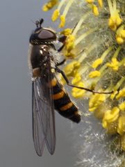 Melangyna lasiophthalma