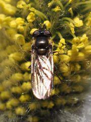 Melangyna lasiophthalma