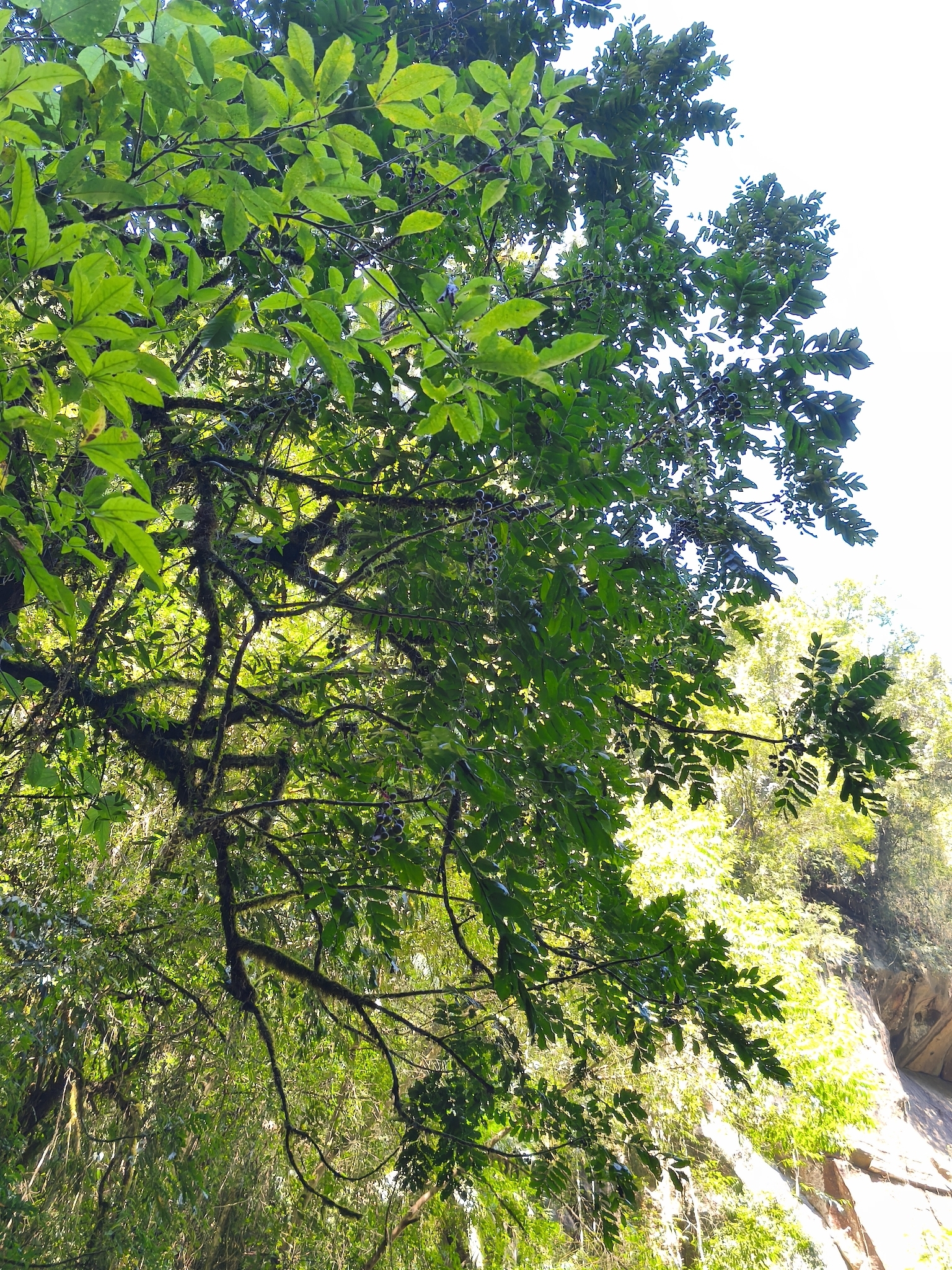 Cabralea canjerana