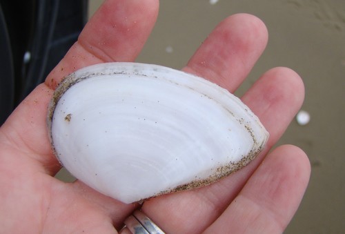 Bartschicoma gaimardi