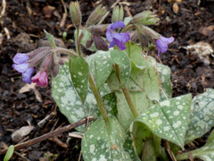 Pulmonaria officinalis