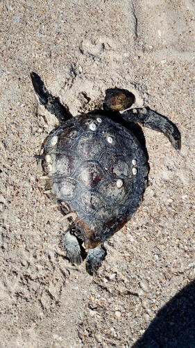 Chelonia mydas