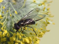 Melangyna quadrimaculata