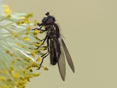 Melangyna quadrimaculata