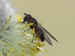 Melangyna quadrimaculata