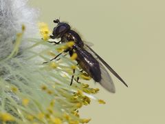 Melangyna quadrimaculata