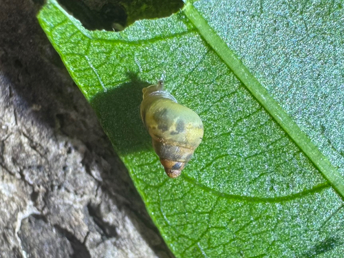 Auriculella observed 2026-04-04