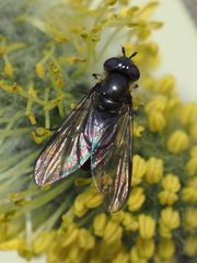 Melangyna quadrimaculata