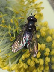 Melangyna quadrimaculata