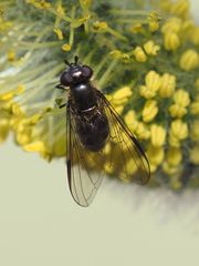 Melangyna quadrimaculata