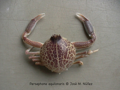 Persephona aquilonaris