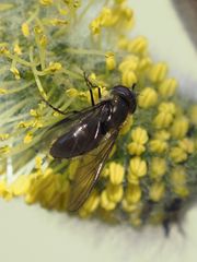 Melangyna quadrimaculata