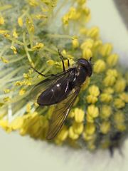 Melangyna quadrimaculata