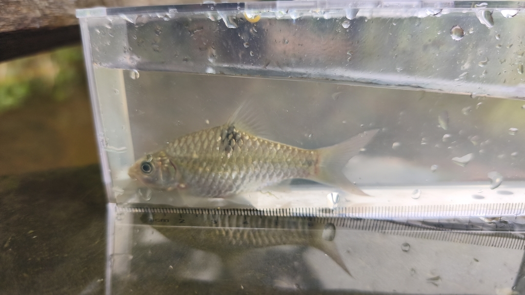 Saddle Barb (Barbodes sellifer)