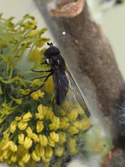 Melangyna quadrimaculata