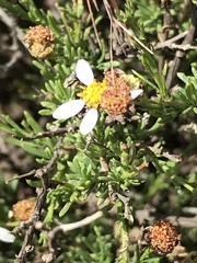 Phymaspermum parvifolium