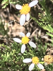 Phymaspermum parvifolium