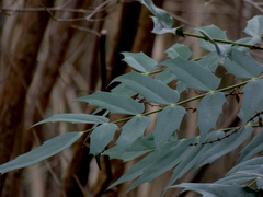 Berberis × hortensis