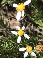 Phymaspermum parvifolium