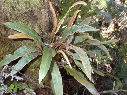 Elaphoglossum paleaceum observed 2026-04-04