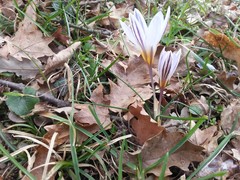 Crocus etruscus