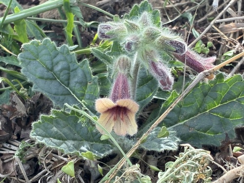 Rehmannia (Rehmannia glutinosa)