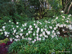 Hydrangea paniculata grandiflora