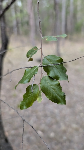 quinine bush (Petalostigma pubescens)
