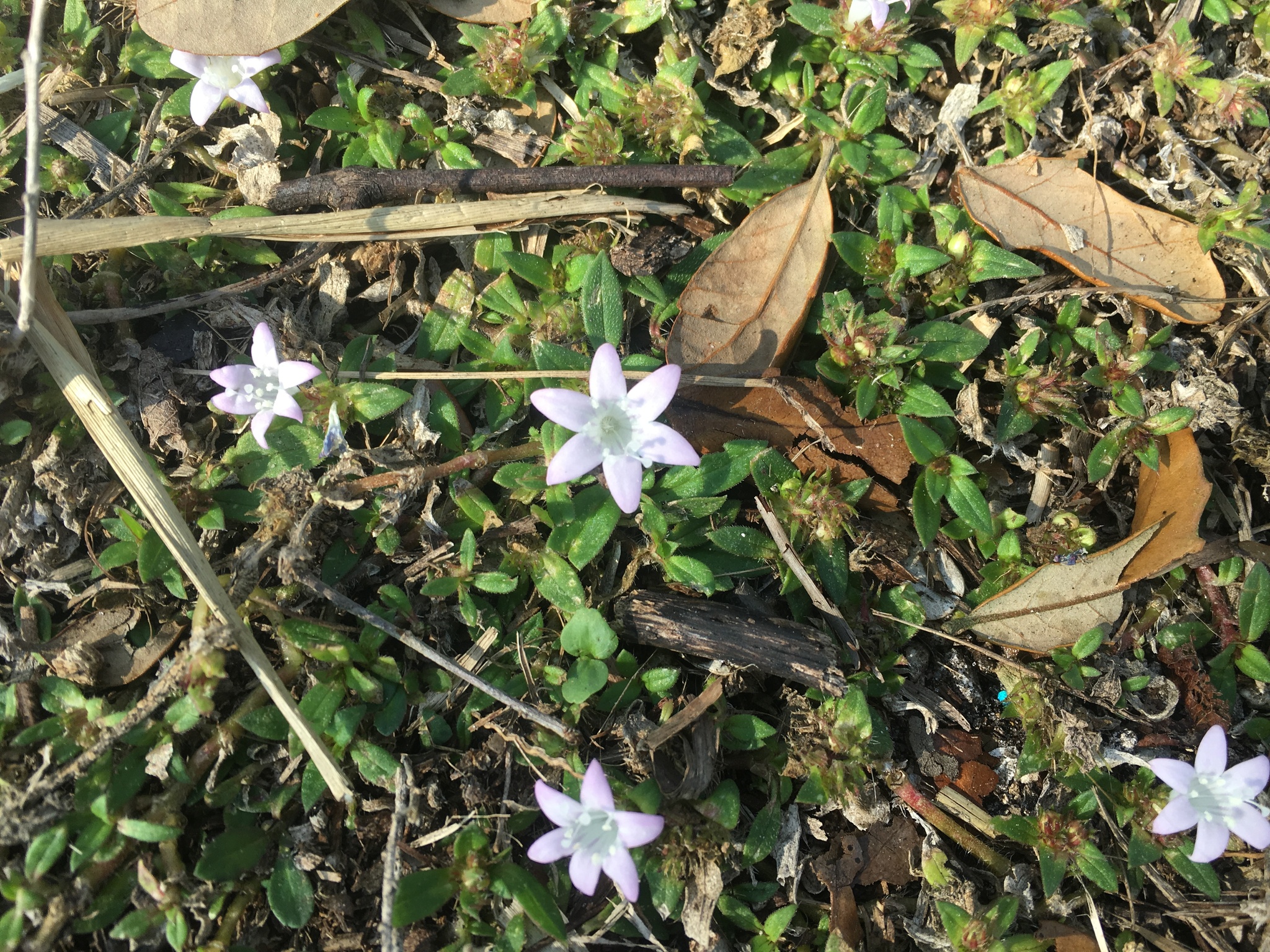 Largeflower Mexican Clover (Richardia grandiflora)