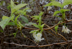 Lonicera × purpusii