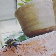 Retrachydes thoracicus