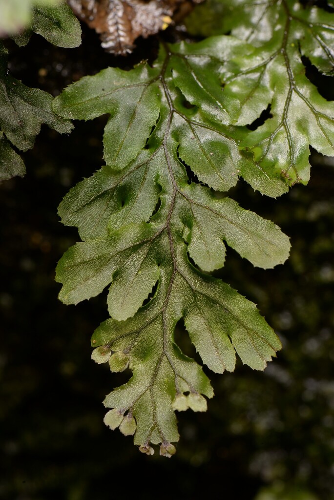 Hymenophyllum simonsianum (Hymenophyllum simonsianum)