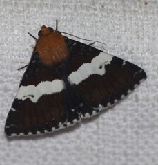 Buzara latizona