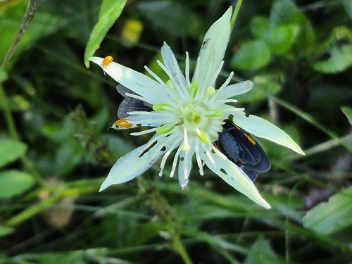The capsule-fruited passion flower (Passiflora capsularis)