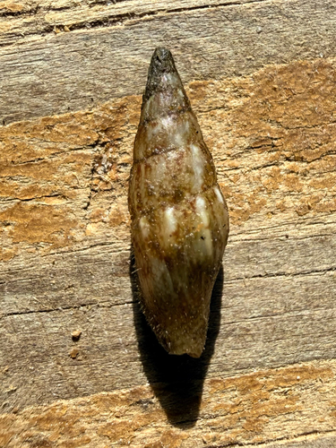 Costoanachis semiplicata observed 2026-04-04