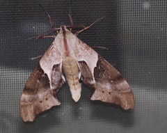Coequosa australasiae