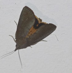 Hypocala guttiventris